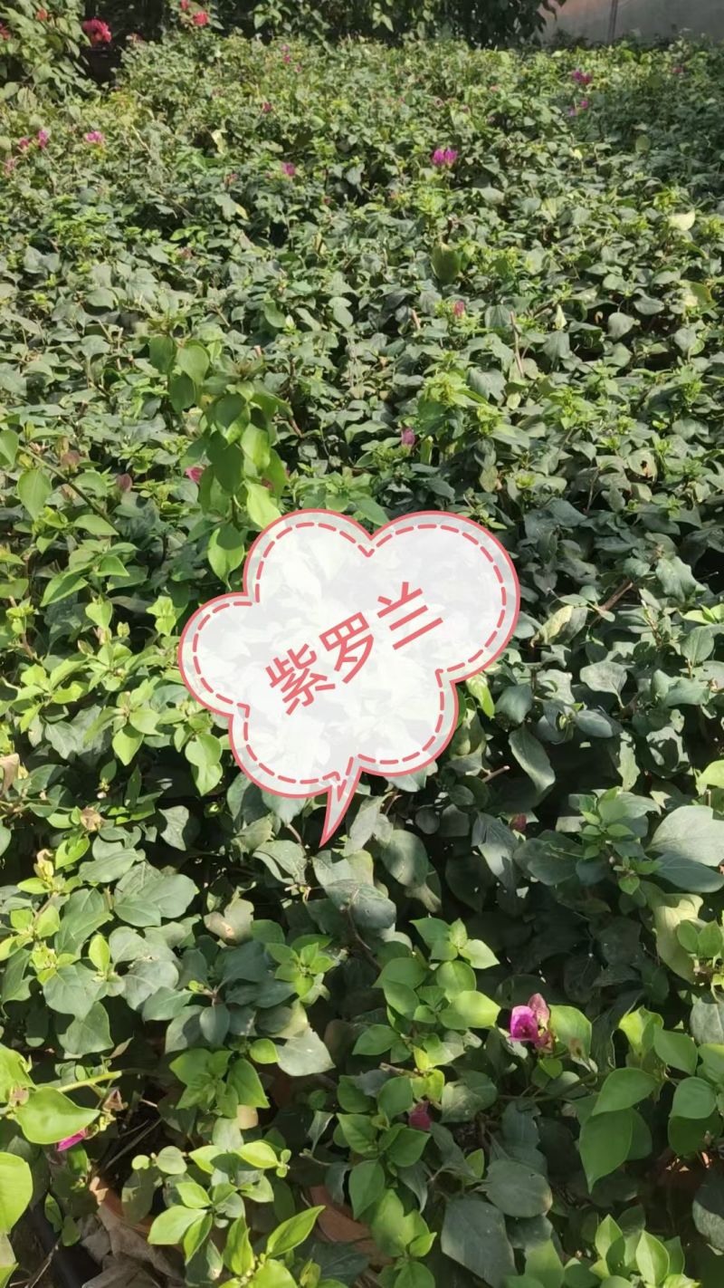 30多个品种三角梅小盆苗，基地批发