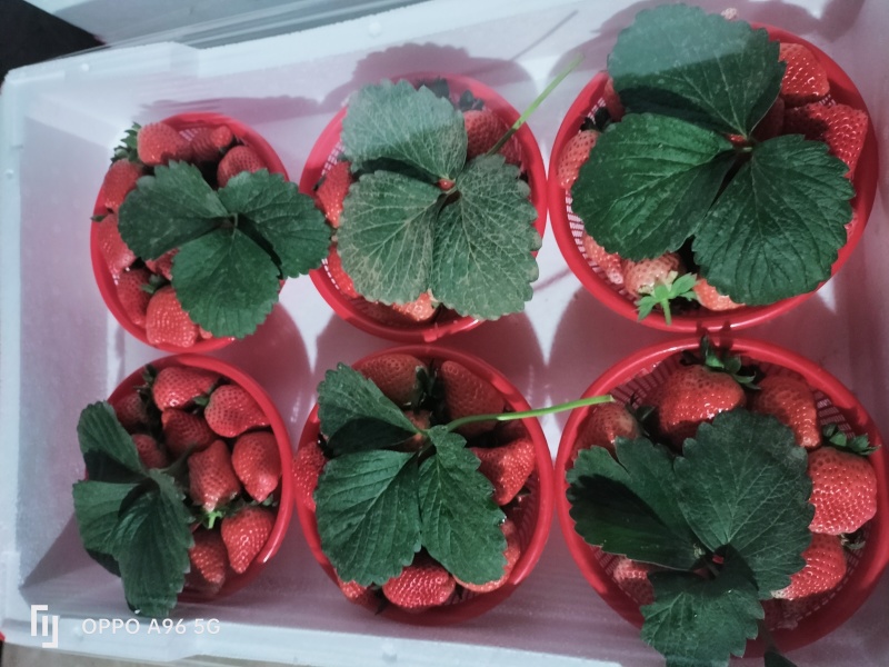 中牟鲜草莓