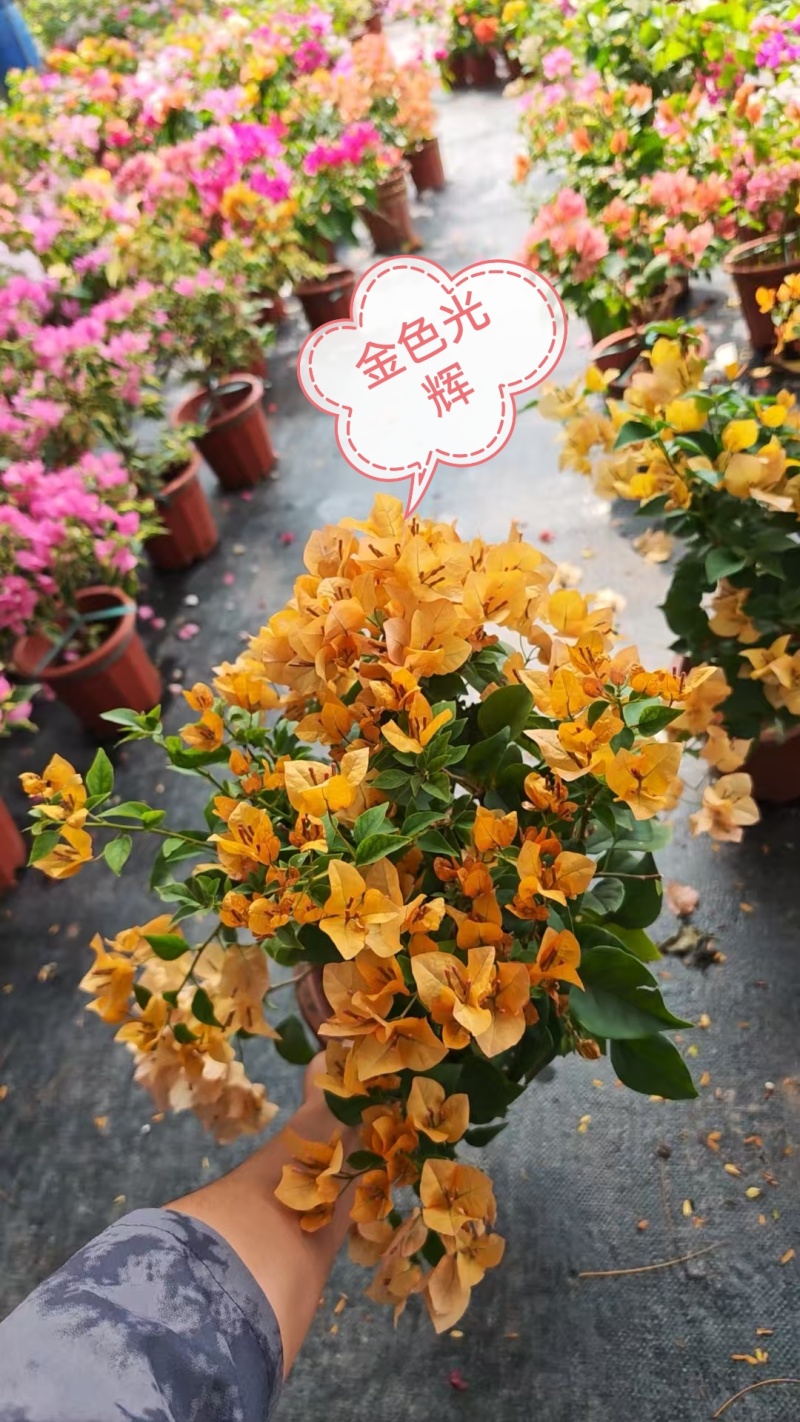 30多个品种三角梅小盆苗，基地批发