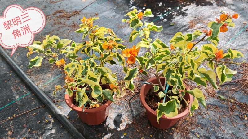 30多个品种三角梅小盆苗，基地批发