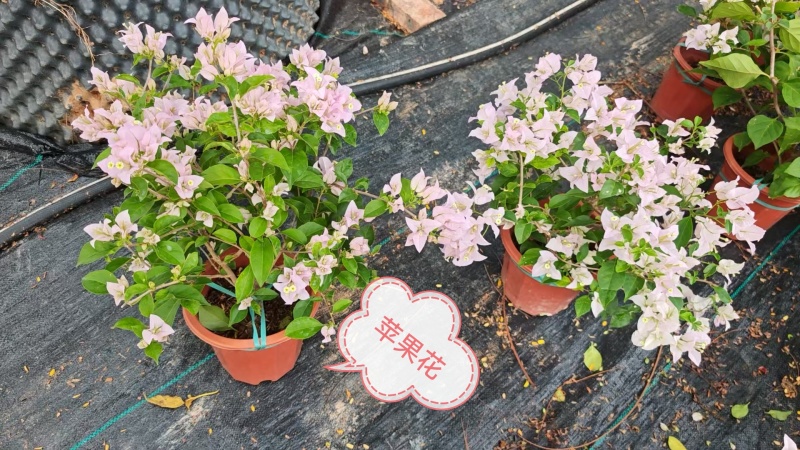 30多个品种三角梅小盆苗，基地批发