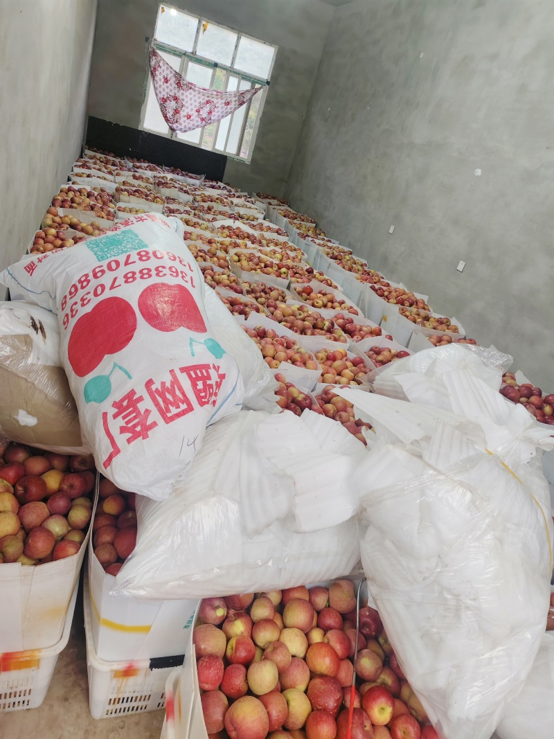 四川汉源糖心苹果电商果，市场货脆甜多汁，各地老板欢迎来电