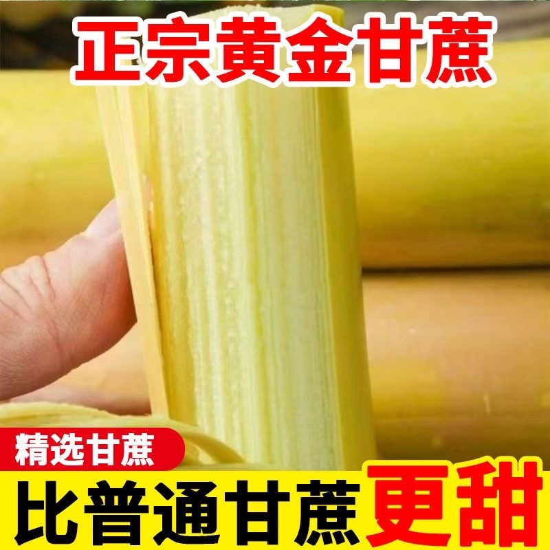 广西黄皮甘蔗/产区直发/大量现货/欢迎选购