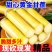 广西黄皮甘蔗/产区直发/大量现货/欢迎选购