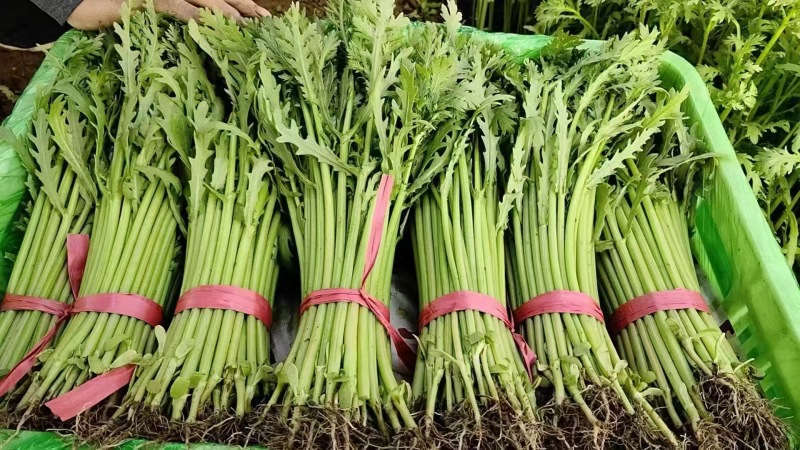 精品茼蒿，持续供应，全国发货