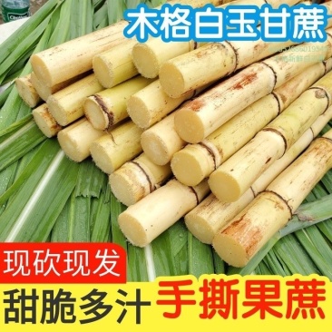 广西贵港白玉甘蔗/基地直发/大量现货/