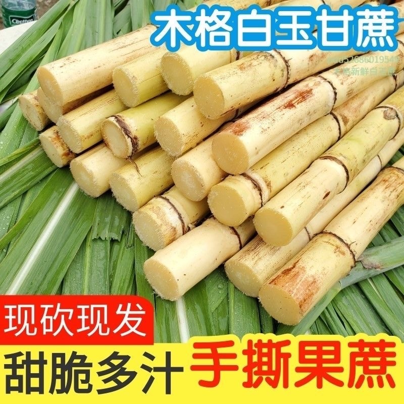 广西贵港白玉甘蔗/基地直发/大量现货/