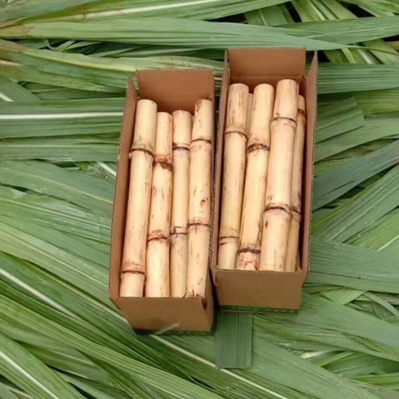 广西贵港白玉甘蔗/基地直发/大量现货/
