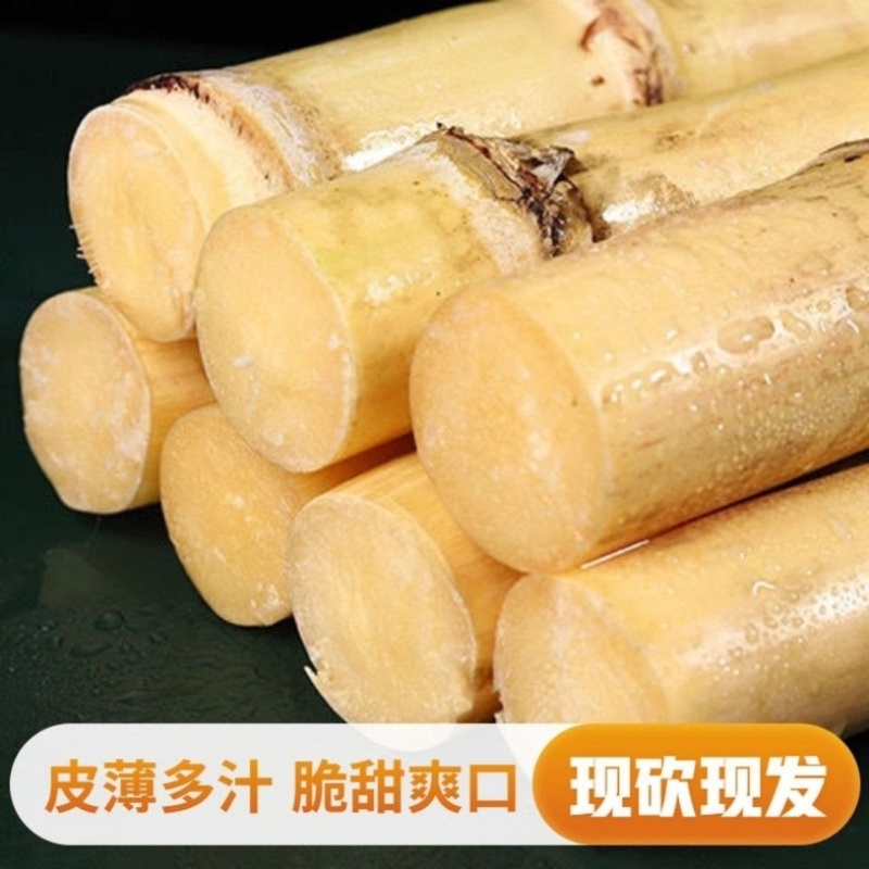 广西贵港白玉甘蔗/基地直发/大量现货/