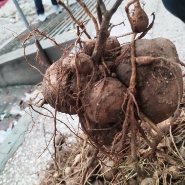 优质罗汉参