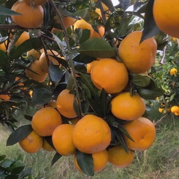 蜜橘