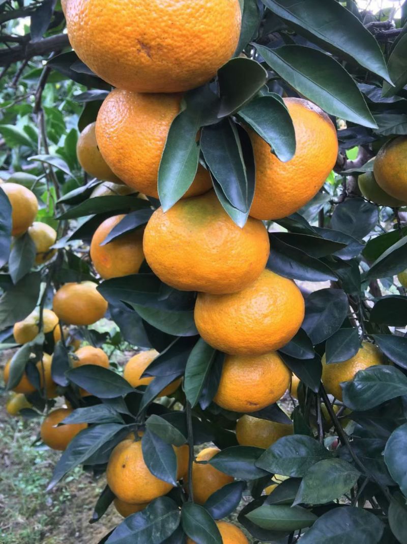 蜜橘