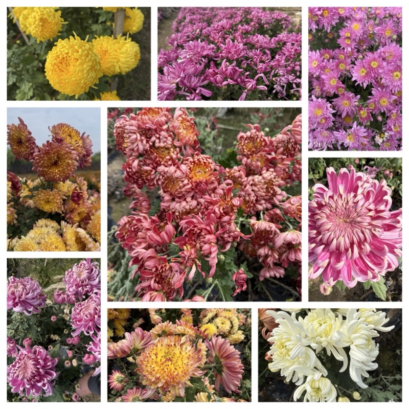 菊花苗·观赏菊苗，九月菊苗国华系列菊苗