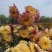 菊花苗·观赏菊苗，九月菊苗国华系列菊苗