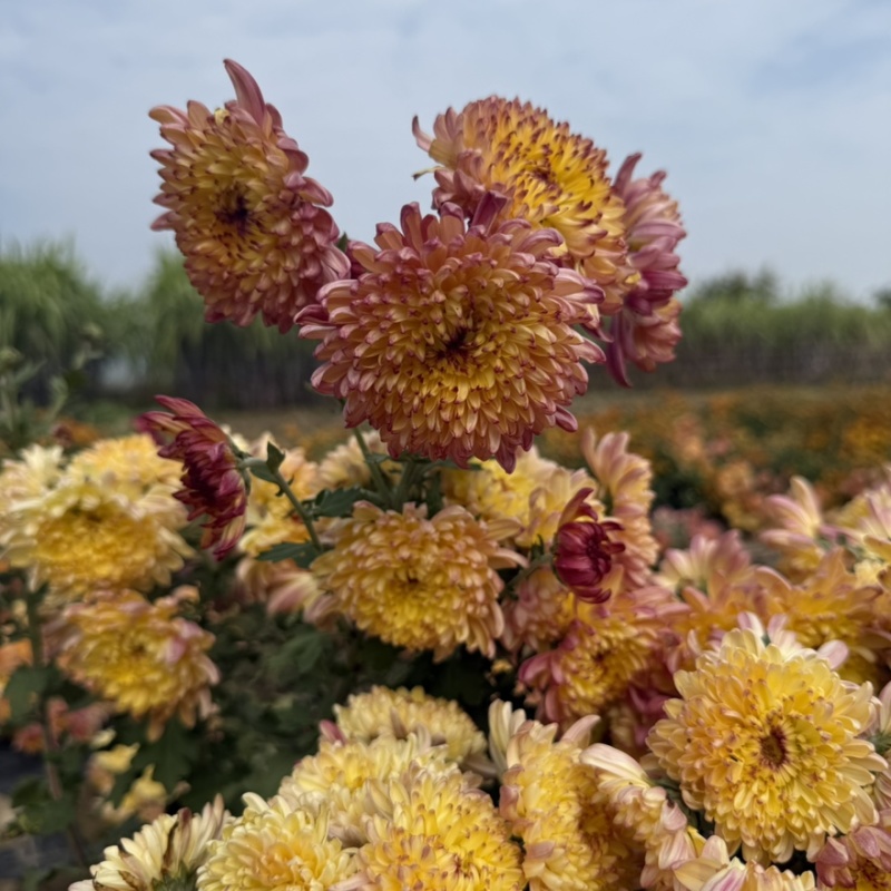 菊花苗·观赏菊苗，九月菊苗国华系列菊苗