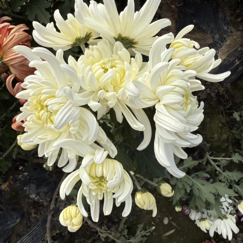 菊花苗·观赏菊苗，九月菊苗国华系列菊苗