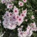 菊花苗·观赏菊苗，九月菊苗国华系列菊苗