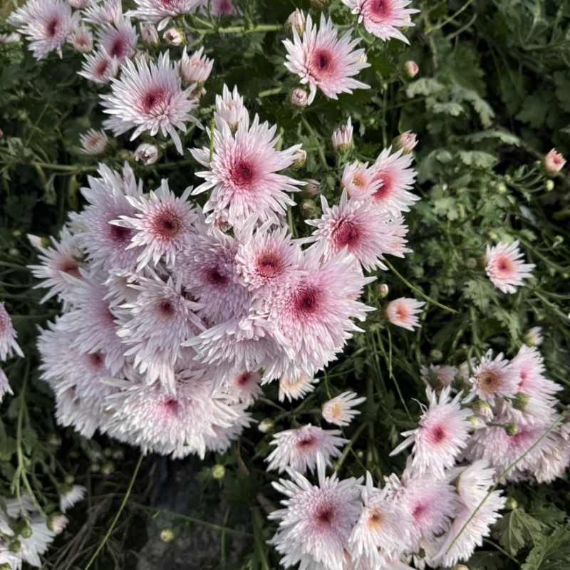 菊花苗·观赏菊苗，九月菊苗国华系列菊苗