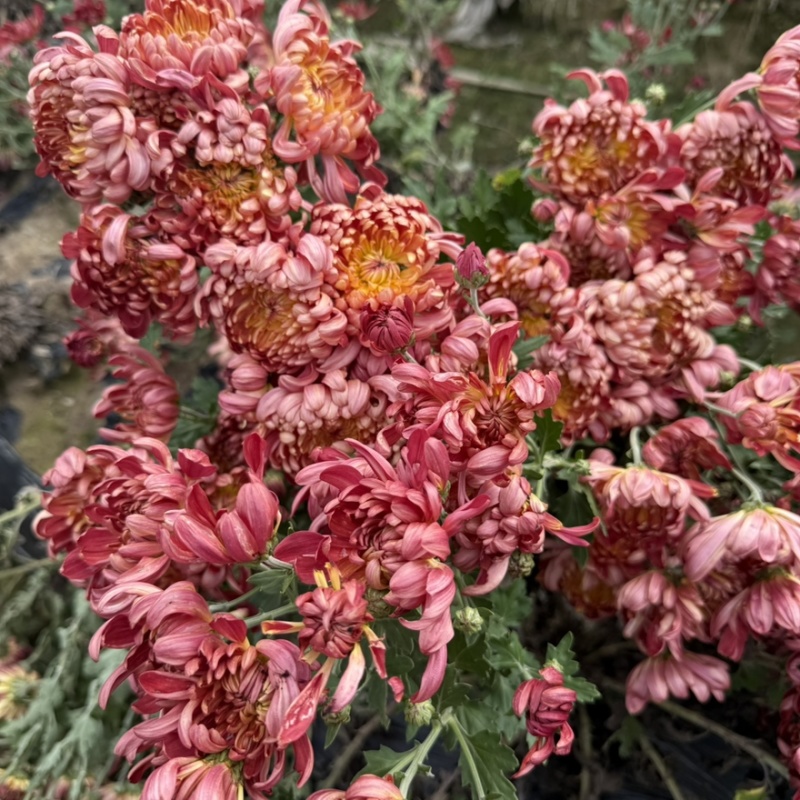 菊花苗·观赏菊苗，九月菊苗国华系列菊苗