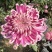 菊花苗·观赏菊苗，九月菊苗国华系列菊苗