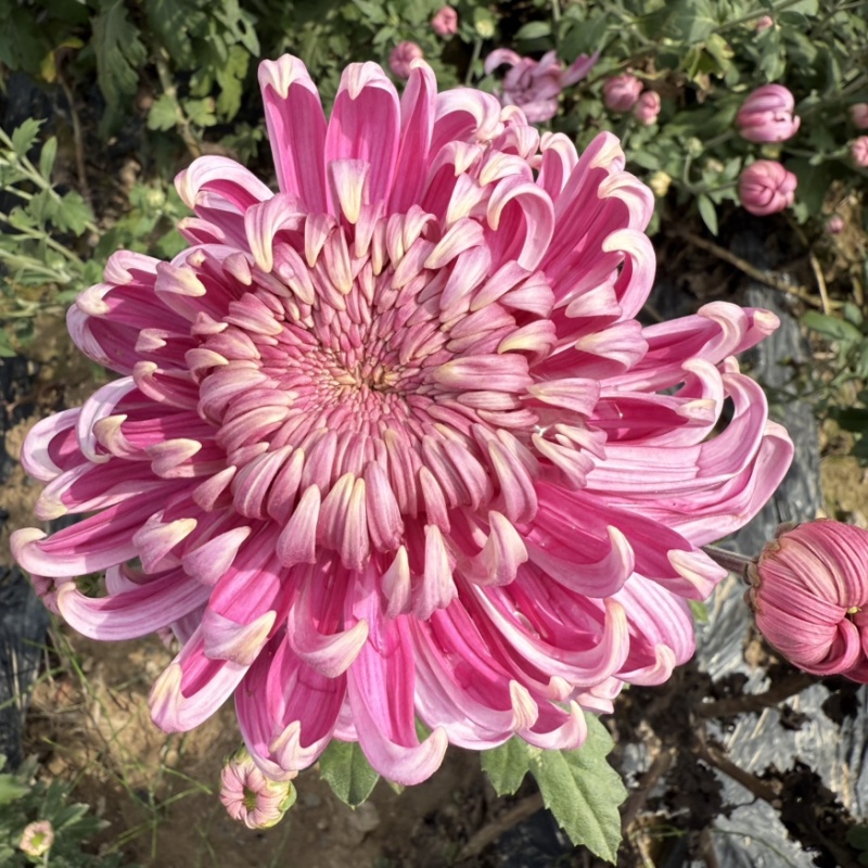 菊花苗·观赏菊苗，九月菊苗国华系列菊苗
