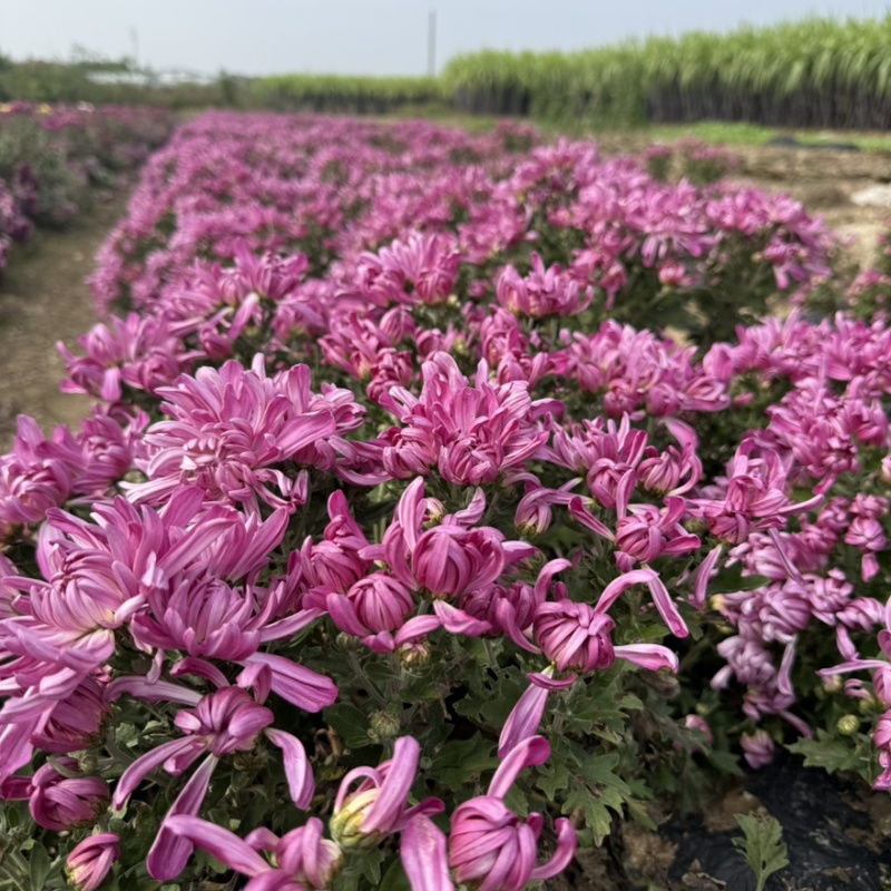 菊花苗·观赏菊苗，九月菊苗国华系列菊苗