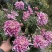 菊花苗·观赏菊苗，九月菊苗国华系列菊苗