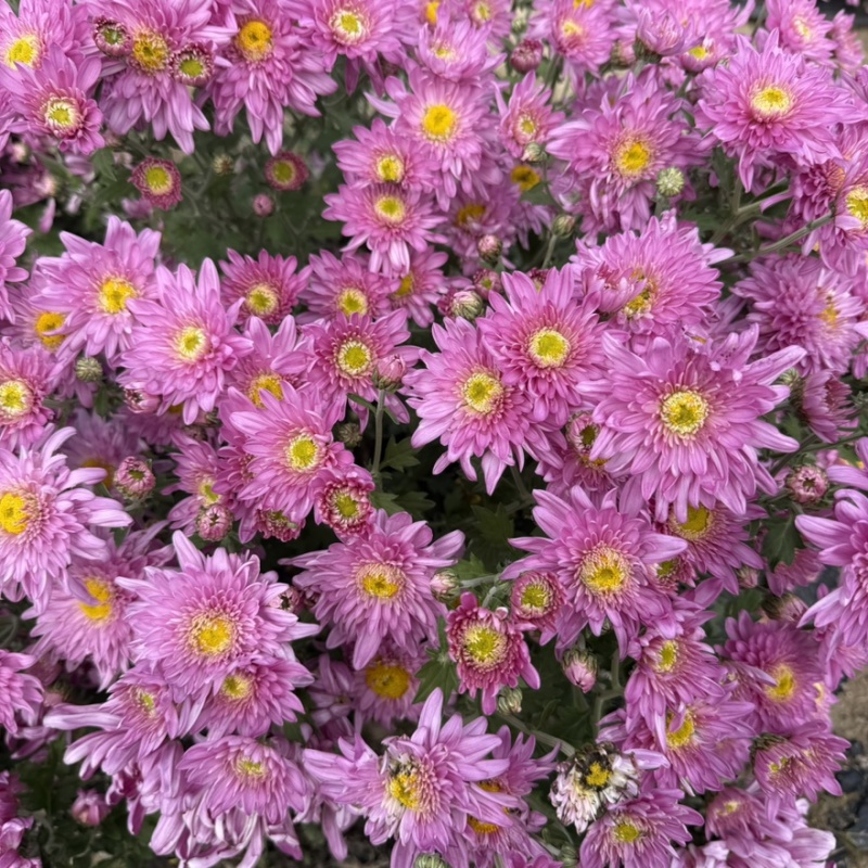 菊花苗·观赏菊苗，九月菊苗国华系列菊苗