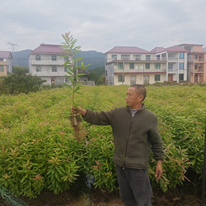 木荷杯苗，自己苗圃，基地直批，支持视频验苗