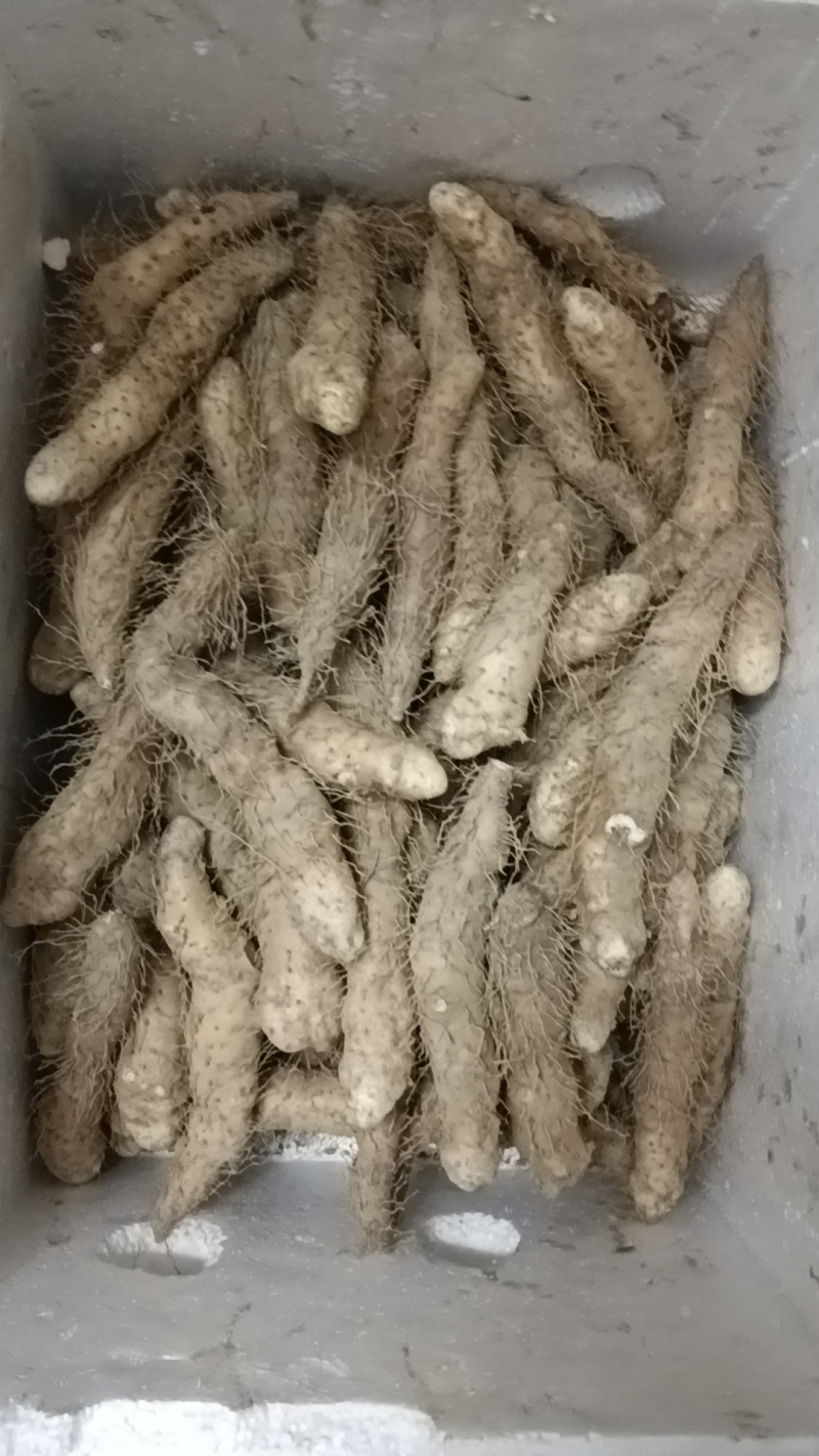 姜薯潮汕土特产新鲜姜薯当天挖发货农家种植产地直销