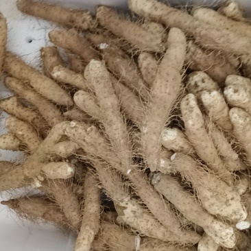 姜薯潮汕土特产新鲜姜薯当天挖发货农家种植产地直销