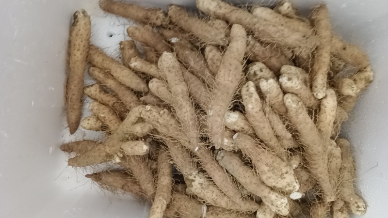 姜薯潮汕土特产新鲜姜薯当天挖发货农家种植产地直销