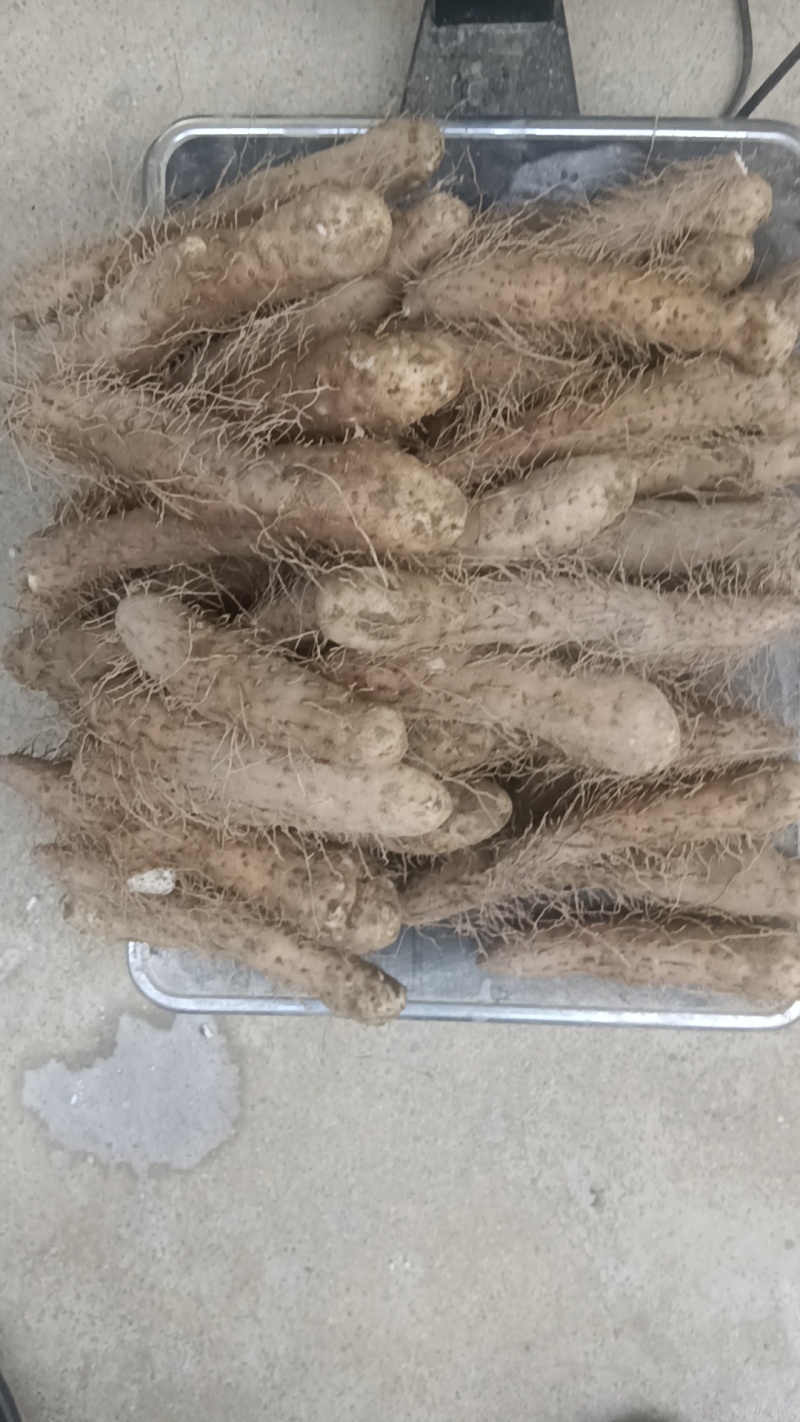 姜薯潮汕土特产新鲜姜薯当天挖发货农家种植产地直销