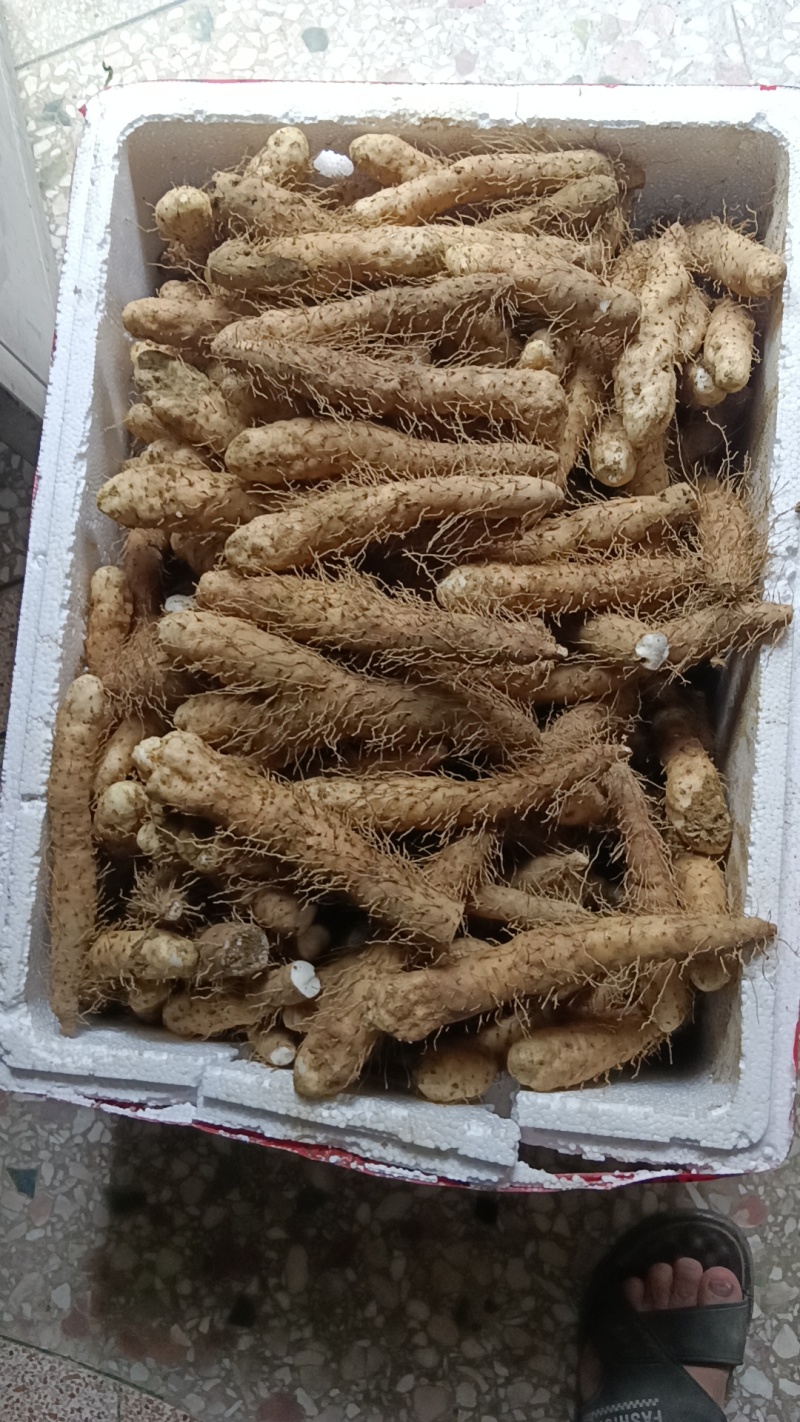 姜薯潮汕土特产新鲜姜薯当天挖发货农家种植产地直销