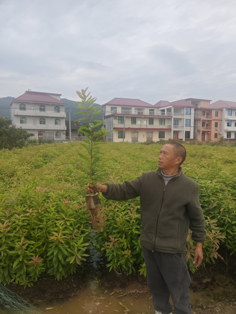 木荷杯苗，自己苗圃，基地直批，支持视频验苗