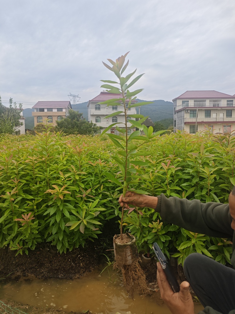 木荷杯苗，自己苗圃，基地直批，支持视频验苗