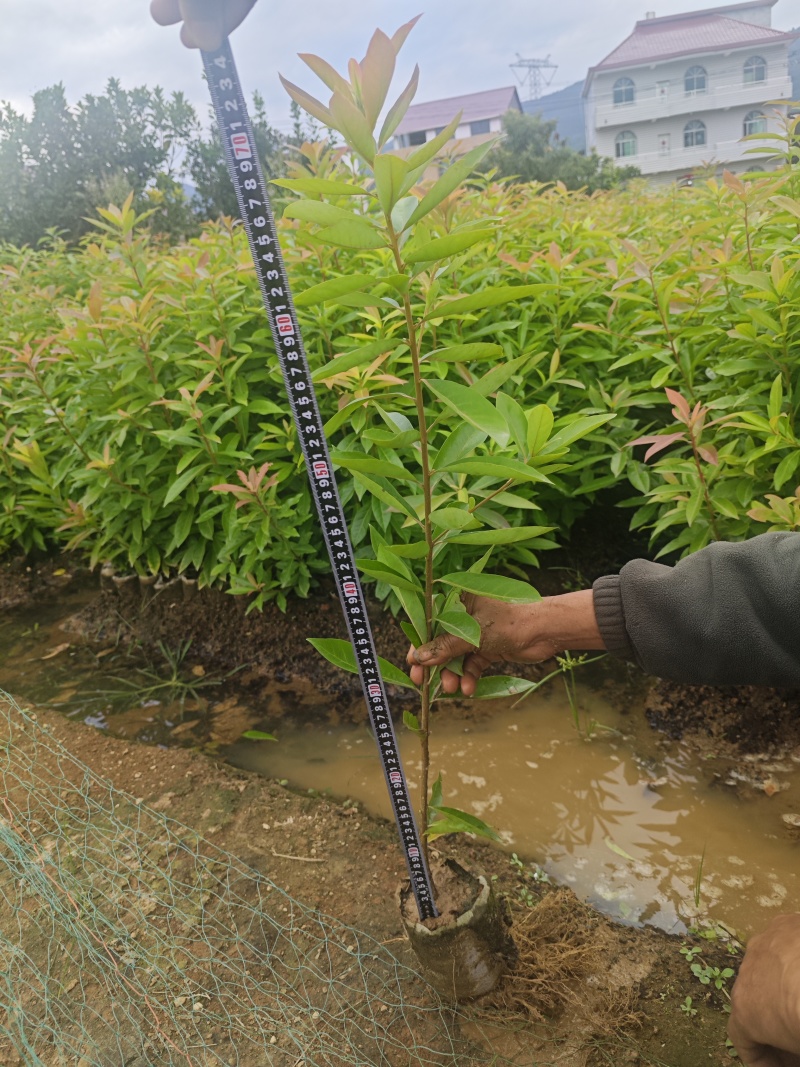 木荷杯苗，自己苗圃，基地直批，支持视频验苗