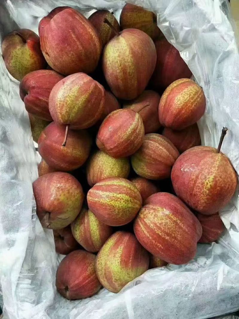 彩虹梨冷库货！！！产地直采！！！大量有货！！！