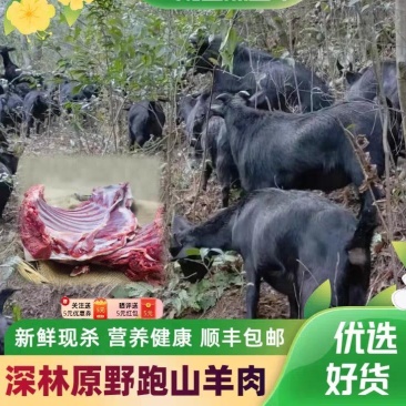 【精品】正宗海南散养黑山羊包技术可成活可送货可货到付款
