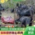 【精品】正宗海南散养黑山羊包技术可成活可送货可货到付款