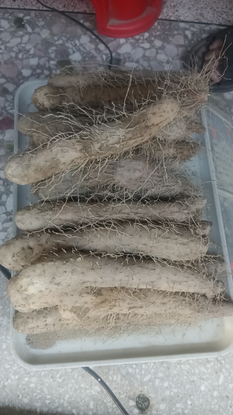 姜薯潮汕土特产新鲜姜薯当天挖发货农家种植产地直销