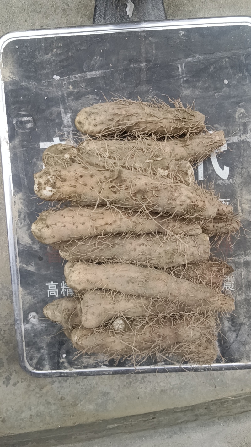 姜薯潮汕土特产新鲜姜薯当天挖发货农家种植产地直销