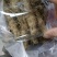 姜薯潮汕土特产新鲜姜薯当天挖发货农家种植产地直销