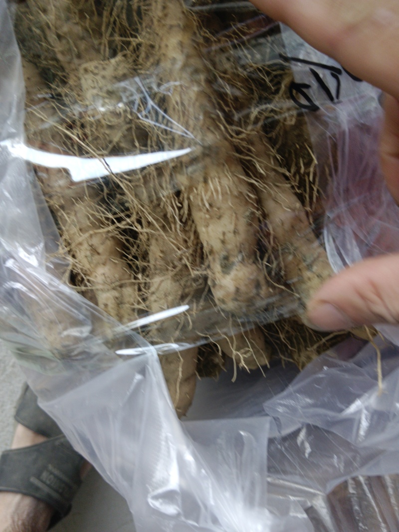 姜薯潮汕土特产新鲜姜薯当天挖发货农家种植产地直销