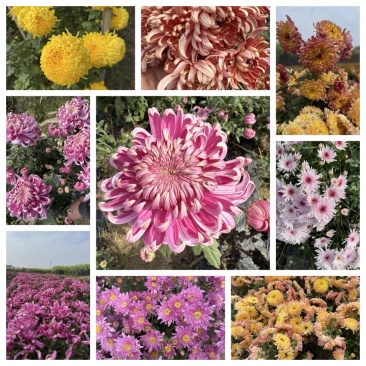 菊花苗观赏菊苗九月菊苗国华菊苗盆栽菊花苗