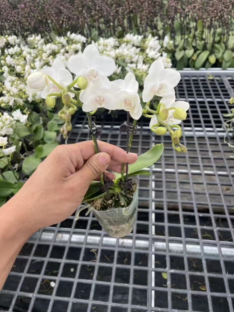蝴蝶兰小白龙v3v8白色系列