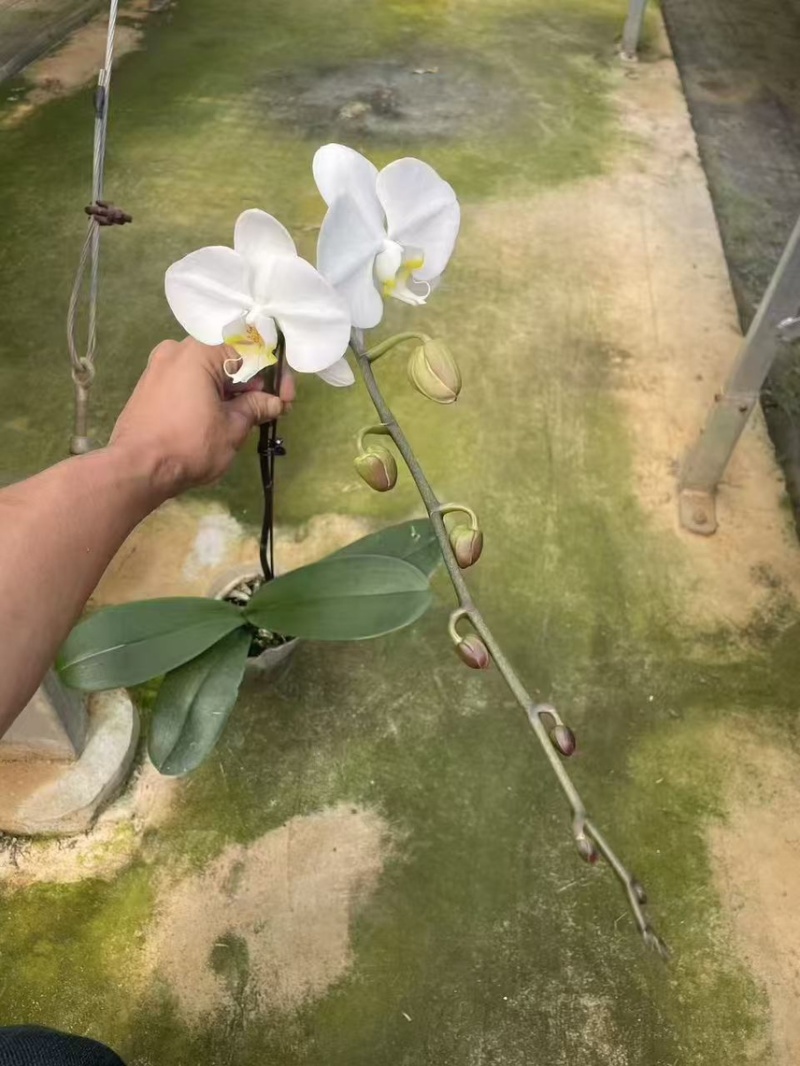 蝴蝶兰小白龙v3v8白色系列
