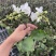 蝴蝶兰小白龙v3v8白色系列