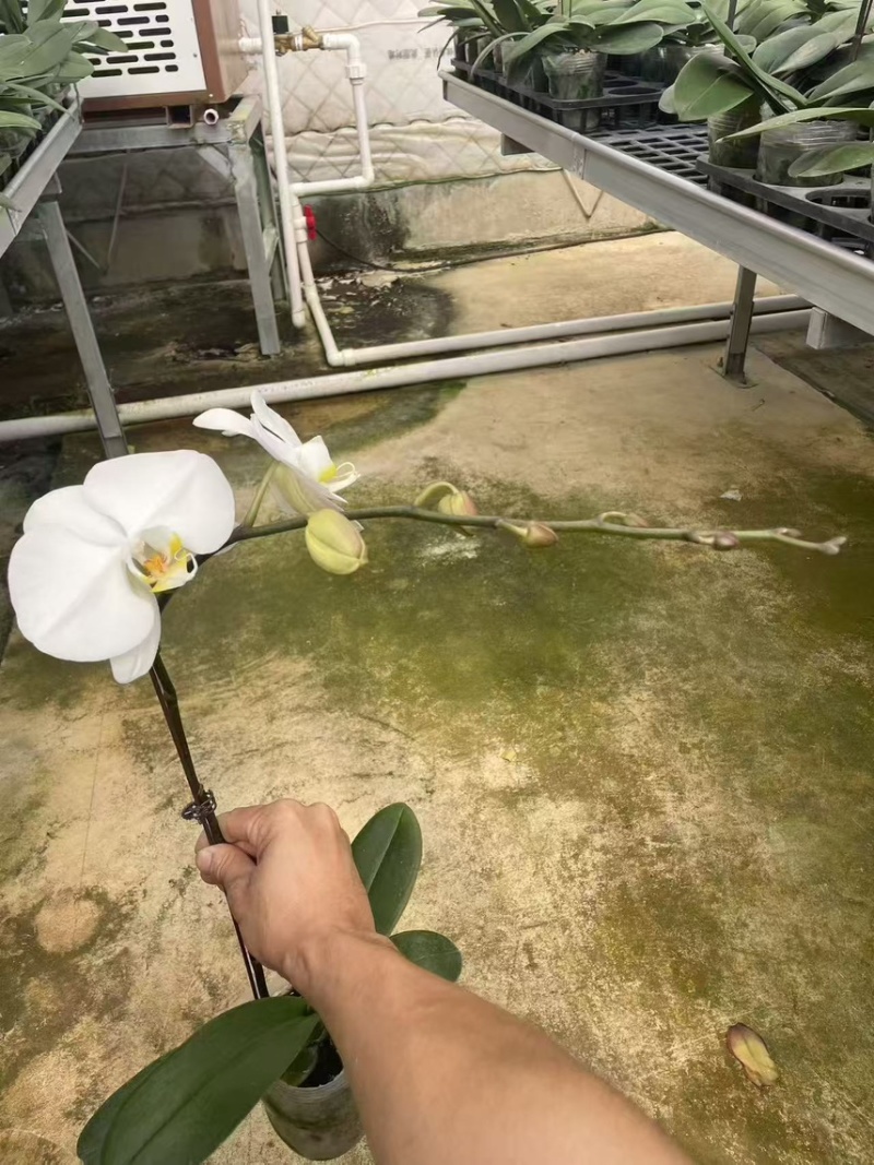 蝴蝶兰小白龙v3v8白色系列