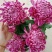 菊花苗观赏菊苗九月菊苗国华菊苗盆栽菊花苗